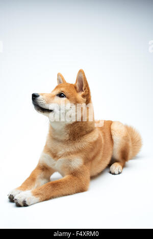 Qute and adorable shiba inu puppy on pure white background Stock Photo