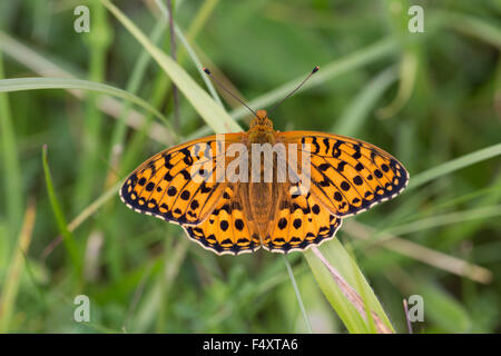 Dark Green Fritillary Butterfly; Mesoacidalia aglaia Single ; Cumbria; UK Stock Photo