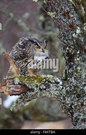 Eagle Owl; Bubo bubo Single Captive;Devon; UK Stock Photo
