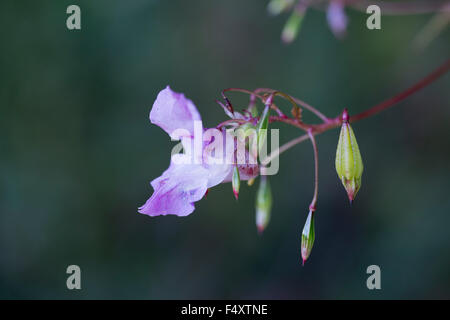 Himalayan Balsam; Impatiens balsamifera Seed Head and Flower; Cornwall; UK Stock Photo