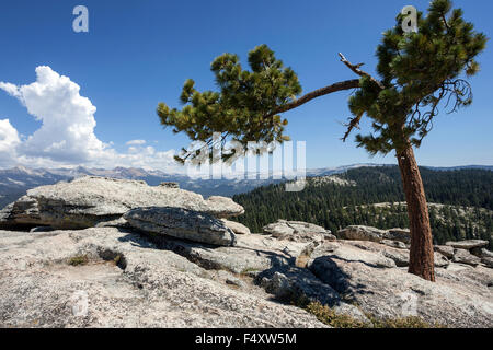 Jeffrey pine (Pinus jeffreyi) growing between rocks, Sentinel Dome, Yosemite National Park, California, USA Stock Photo