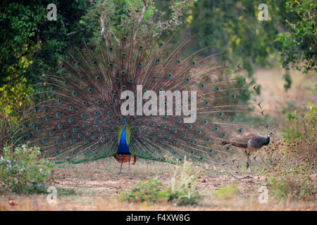 Indian peafowl or blue peafowl (Pavo cristatus), adult peacock spreading feathers, courtship display, couple, peahen Stock Photo