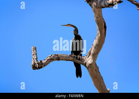 Oriental darter (Anhinga melanogaster), adult, on the lookout, Bundala National Park, Sri Lanka Stock Photo