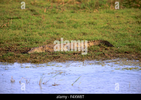 Saltwater crocodile (Crocodylus porosus), adult, by the shore, Bundala National Park, Sri Lanka Stock Photo