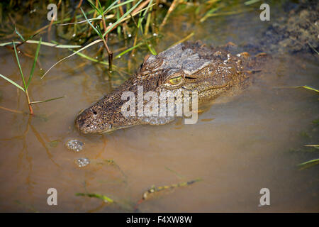 Saltwater crocodile (Crocodylus porosus), adult, portrait in the water, Bundala National Park, Sri Lanka Stock Photo