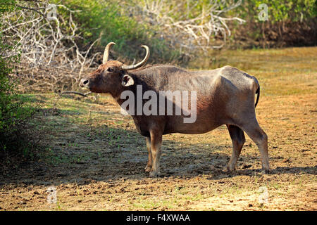 Wild water buffalo (Bubalus arnee), adult female, Yala National Park, Sri Lanka Stock Photo