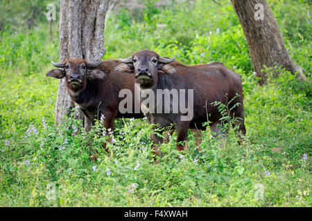 Wild water buffalo (Bubalus arnee), two juvenile calves, Yala National Park, Sri Lanka Stock Photo