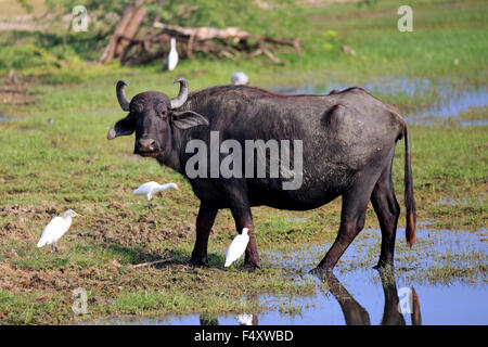 Water buffalo (Bubalis bubalis), adult in shallow water with cattle egrets (Bubulcus ibis), Bundala National Park, Sri Lanka Stock Photo