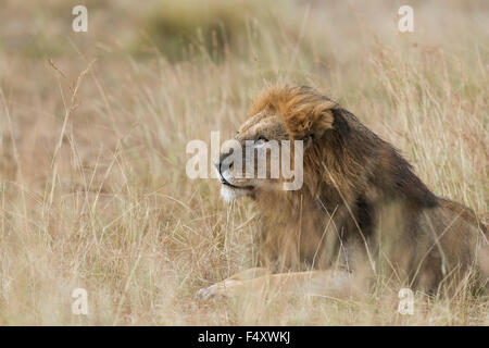 Lion (Panthera leo), male with wet mane lying in grass, Masai Mara, Narok County, Kenya