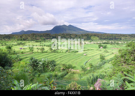 Tirtagangga rice terraces, Bali, Indonesia Stock Photo