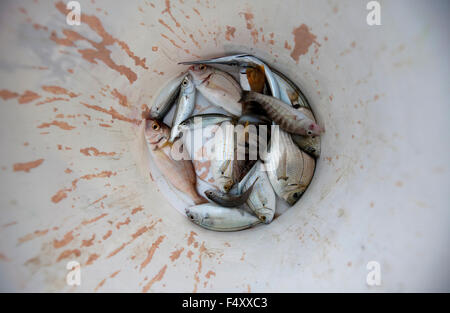 A fresh catch of various fish species laying on the bottom of a plastic bucket. Lemnos island, greece Stock Photo