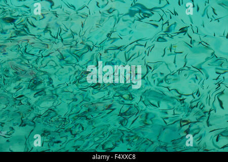 School of fish sp. Atherina hepsetus swimming underwater and distortions on sea surface. Stock Photo