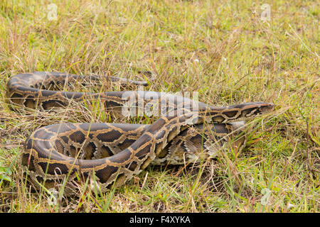 Wild Burmese python in grass found in Florida - Python bivittatus Stock Photo