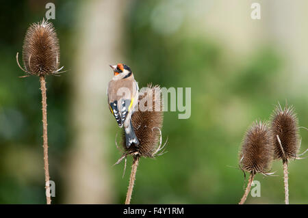 A Goldfinch feeds on Teasel seedhead in a garden, Hastings, East Sussex, UK Stock Photo