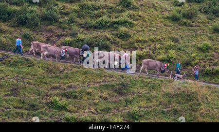 Alpabzug: Alpine transhumance in Switzerland. Farmers drive their livestock from alpine meadows down to the valley in autumn. Stock Photo