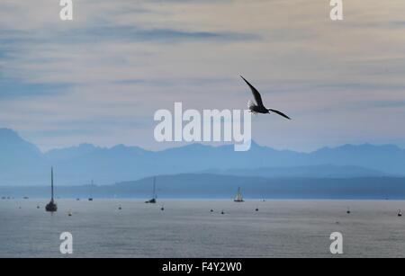 Stegen, Germany. 24th Oct, 2015. A seagull flies in the sunshine over Lake Ammer with an Alpine panorama in the background near Stegen, Germany, 24 October 2015. Photo: KARL-JOSEF HILDENBRAND/dpa/Alamy Live News Stock Photo
