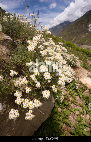 India, Himachal Pradesh, Lahaul Valley, Chhatru, pearly everlasting wild flowers Anaphalis margaritacea beside Chandra River Stock Photo