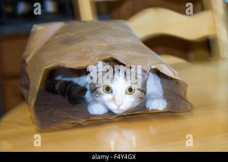 A kitten playing in a grocery bag. Stock Photo