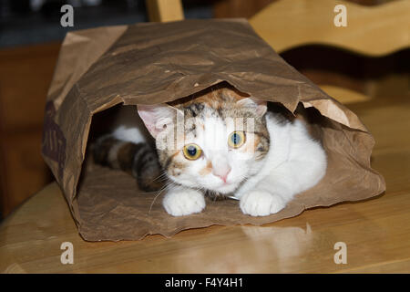 A kitten playing in a grocery bag. Stock Photo