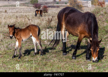 Exmoor foal, newborn colt, Wild ponies, A mare grazing autumn grass, Wild horses from Exmoor UK in former military area Milovice Czech Republic Stock Photo
