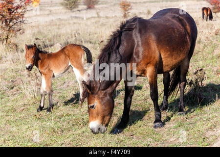 Exmoor foal, newborn colt, Wild ponies, A mare mother grazing autumn grass, Wild horses from Exmoor UK in former military area Milovice Czech Republic Stock Photo