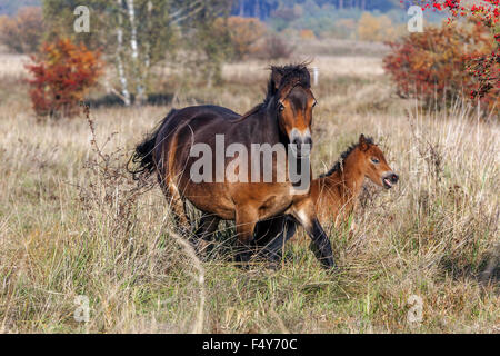 Exmoor ponies, Wild horses A mare mother running with a foal in autumn bushland Ponies from Exmoor UK, Czech Republic former military area Milovice Stock Photo