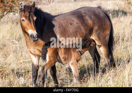 Exmoor foal pony Exmoor ponies autumn meadow landscape Wild horses introduced to Czech countryside from the English Exmoor, Milovice Czech Republic Stock Photo