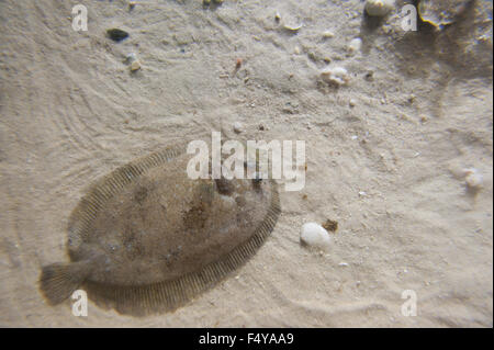 Flat flounder fish blending in with the seabed and sand hugging close ...