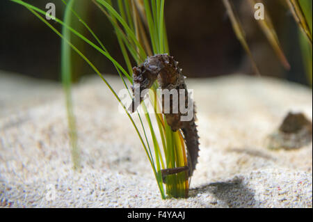 lined seahorse Hippocampus erectus northern seahorse holding onto sea grass with tail Stock Photo