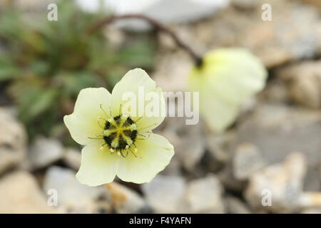 Arctic, Svalbard, Zeipelodden. Overhead shot of Arctic Poppy.  Appears in coat of arms of Nunavut. Stock Photo