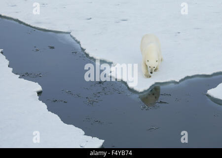 Greenland, Scoresby Sound, polar bear walks to edge of sea ice, reflection of bear in water. Stock Photo