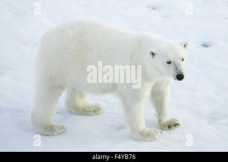 Greenland, Scoresby Sound, polar bear standing on sea ice. Stock Photo