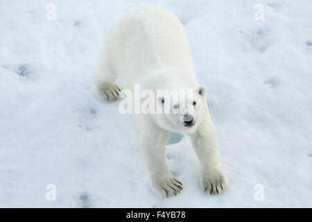 Greenland, Scoresby Sound, looking down at polar bear looking up on ice. Stock Photo