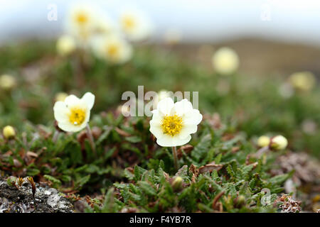 Arctic, Svalbard, Faksevagen. Group of flowering mountain avens (Dryas octopetala). Stock Photo