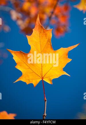 The blazing gold and red colours of a sugar maple leaf (Acer saccharum) in Saskatoon, Saskatchewan, Canada. Stock Photo