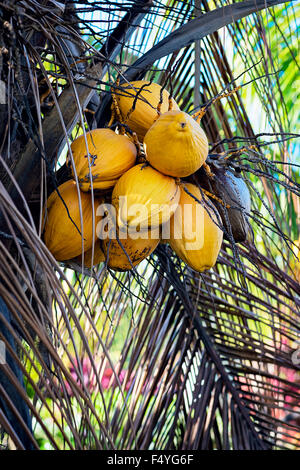 A YELLOW COCONUT TREE CLOSE UP WITH BUNCH OF COCONUTS Stock Photo