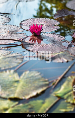 Single pink exotic water lily in tropical pond Tobago Stock Photo - Alamy