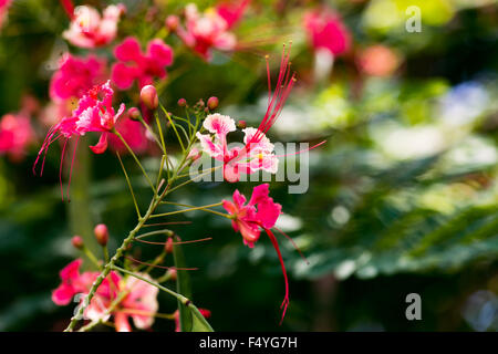 Caesalpinia pulcherrima red bird of paradise flower close up Tobago Stock Photo