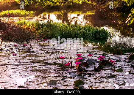 Tropical waterlily pond in Tobago Caribbean Stock Photo - Alamy