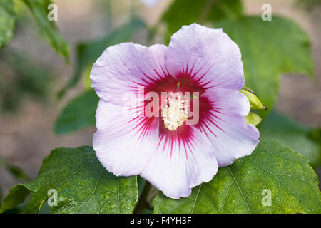 Hibiscus x resi flower. Stock Photo