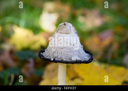Coprinus comatus. Shaggy ink cap mushroom in Autumn. Stock Photo