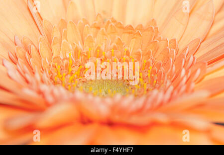 a close up of an orange gerbera flower Stock Photo