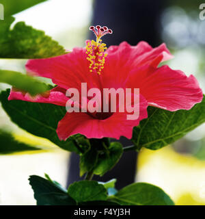 Single red hibiscus tropical flower square center composition Stock Photo