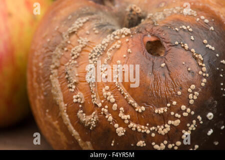 interesting patterns of fungal spores growing on windfall bramley cooking apples rings lines of fruiting bodies in patches Stock Photo