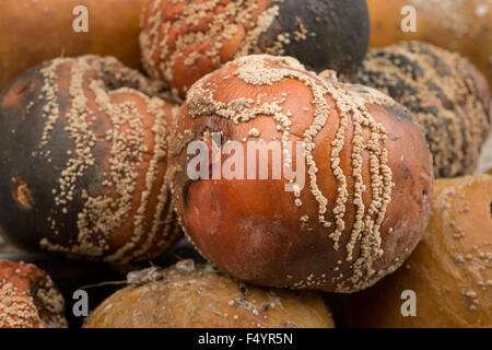 interesting patterns of fungal spores growing on windfall bramley cooking apples rings lines of fruiting bodies in patches Stock Photo