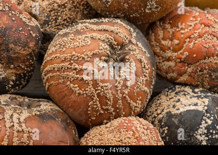 interesting patterns of fungal spores growing on windfall bramley cooking apples rings lines of fruiting bodies in patches Stock Photo