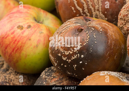 interesting patterns of fungal spores growing on windfall bramley cooking apples rings lines of fruiting bodies in patches Stock Photo