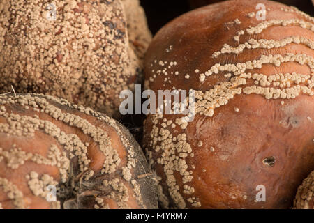 interesting patterns of fungal spores growing on windfall bramley cooking apples rings lines of fruiting bodies in patches Stock Photo