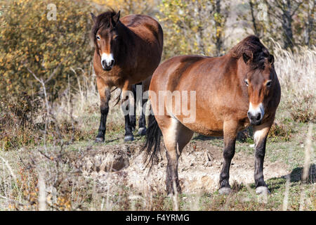 Exmoor ponies, Czech Republic, ponies from Exmoor UK Stock Photo