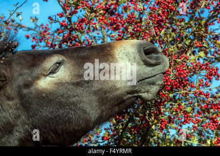 Exmoor pony grazing hawthorn berries. Wild horse, Horsehead Stock Photo